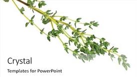  Presentation with thyme - Theme consisting of fresh herb thyme isolated background and a white colored foreground