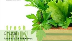  Presentation with herbs - Amazing presentation theme having fresh-herbs-in-wooden-box backdrop and a mint green colored foreground