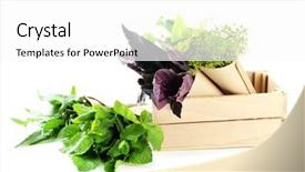  Presentation with herbs - Presentation design enhanced with fresh herbs in wooden crate isolated on white background and a white colored foreground