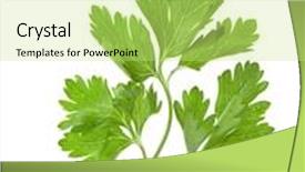  Presentation with herbs - Presentation having business people in office situations isolated on a white background background and a dark gray colored foreground