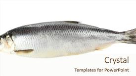  Presentation with frozen fish - Amazing PPT layouts having fresh herring fish isolated backdrop and a cream colored foreground