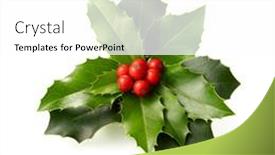  Presentation with holly - PPT theme featuring fresh-holly-leaves-with-red background and a white colored foreground