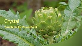  Presentation with green globe - Audience pleasing presentation theme consisting of fresh homegrown green vegetable globe backdrop and a tawny brown colored foreground