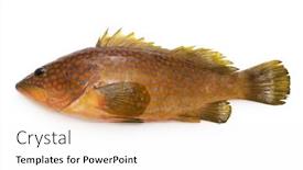  Presentation with hong kong - Colorful PPT theme enhanced with fresh-hong-kong-grouper-epinephelus backdrop and a white colored foreground