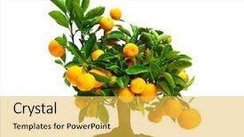  Presentation with orange juice - Presentation theme with fresh ideas orange juice - tangerines on a tree background and a yellow colored foreground