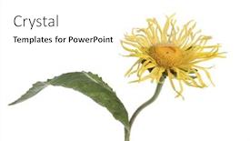  Presentation with white lotus flower - Slide deck with fresh-inula-helenium-flower-isolated background and a white colored foreground