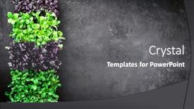  Presentation with sakura - Cool new slide set with fresh-japanese-sakura-garden-cress backdrop and a gray colored foreground