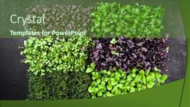  Presentation with bud - Amazing presentation theme having fresh-japanese-sakura-garden-cress backdrop and a tawny brown colored foreground