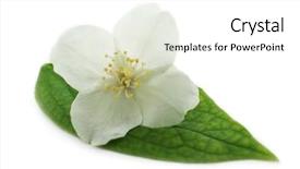  Presentation with jasmine flower - Audience pleasing theme consisting of fresh jasmine flower on white backdrop and a white colored foreground