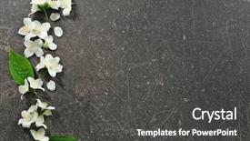 Presentation with jasmine - Audience pleasing PPT layouts consisting of fresh jasmine flowers on color backdrop and a  colored foreground