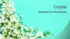  Presentation with jasmine - Beautiful theme featuring fresh jasmine flowers on color background backdrop and a arctic colored foreground