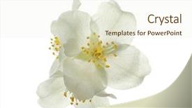  Presentation with white flowers - Slide deck enhanced with fresh jasmine flowers on white background and a cream colored foreground