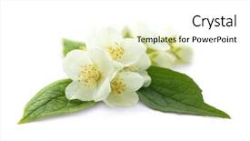  Presentation with jasmine - Colorful PPT theme enhanced with fresh jasmine flowers on white backdrop and a white colored foreground