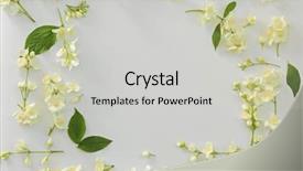 Presentation with jasmine flower - Slides featuring fresh jasmine flowers on white background and a light gray colored foreground