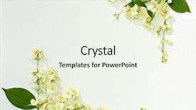  Presentation with jasmine - Audience pleasing theme consisting of fresh jasmine flowers on white background backdrop and a sky blue colored foreground