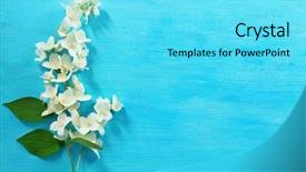  Presentation with jasmine - Theme consisting of fresh jasmine flowers on wooden background background and a cyan colored foreground