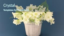  Presentation with jasmine - Audience pleasing slide set consisting of fresh jasmine flowers backdrop and a ocean colored foreground