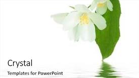  Presentation with jasmine flower - Audience pleasing theme consisting of fresh jasmine backdrop and a white colored foreground