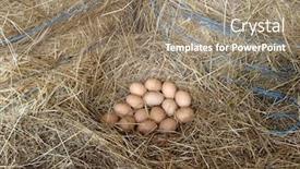  Presentation with straw - PPT theme having fresh-laid-eggs background and a coral colored foreground