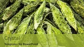  Presentation with bitter melon - Slide deck consisting of fresh-large-green-organic-bitter background and a yellow colored foreground