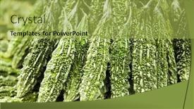  Presentation with bitter melon - Audience pleasing PPT theme consisting of fresh-large-green-organic-bitter backdrop and a yellow colored foreground