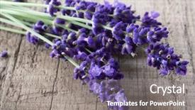  Presentation with floral border lavender flowers - Audience pleasing slides consisting of fresh lavender flowers backdrop and a gray colored foreground