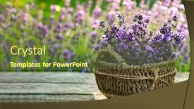  Presentation with lavender - Slides having fresh-lavender-on-wooden-table background and a tawny brown colored foreground
