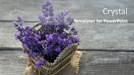  Presentation with lavender - Audience pleasing PPT layouts consisting of fresh-lavender-over-wooden-summer backdrop and a gray colored foreground