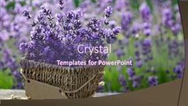  Presentation with lavender - Beautiful slide set featuring fresh-lavender-over-wooden-summer backdrop and a violet colored foreground