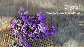  Presentation with lavender - Slide set enhanced with fresh-lavender-over-wooden-summer background and a gray colored foreground