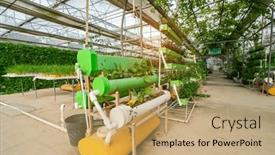  Presentation with green leaf - Theme consisting of fresh-leaf-green-vegetable-plant background and a coral colored foreground