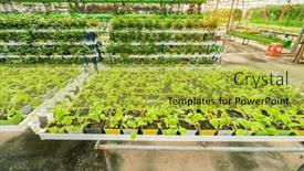  Presentation with lettuce - Slides enhanced with fresh-leaf-lettuce-green-vegetable background and a yellow colored foreground