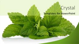  Presentation with green leaf - Presentation design enhanced with fresh-leaf-mint-green-herbs background and a yellow colored foreground