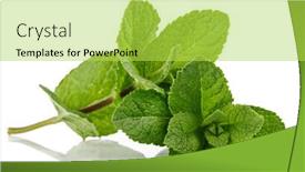  Presentation with mint - Colorful presentation enhanced with fresh-leaf-mint-green-herbs backdrop and a yellow colored foreground