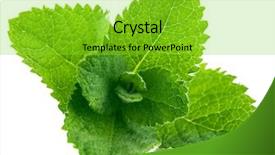  Presentation with mint - Audience pleasing presentation theme consisting of fresh leaf mint isolated backdrop and a yellow colored foreground