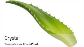  Presentation with aloe vera gel - Presentation theme featuring fresh leaf of aloe vera background and a white colored foreground