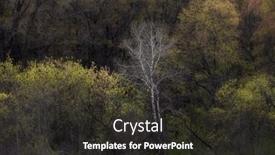  Presentation with trees - PPT theme enhanced with fresh-leafs-blooming-on-trees background and a dark gray colored foreground