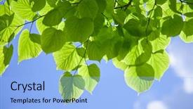  Presentation with tea leaves fresh green leaf - Cool new slides with fresh leaves against the sky backdrop and a light blue colored foreground