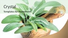  Presentation with sage - Cool new PPT theme with fresh leaves of garden sage backdrop and a mint green colored foreground