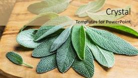  Presentation with sage - PPT layouts with fresh leaves of garden sage background and a coral colored foreground
