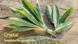  Presentation with sage - PPT layouts featuring fresh leaves of garden sage background and a  colored foreground