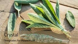  Presentation with sage - Beautiful slide deck featuring fresh leaves of garden sage backdrop and a coral colored foreground