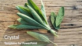  Presentation with sage - Presentation theme enhanced with fresh leaves of garden sage background and a coral colored foreground