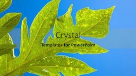  Presentation with fresh papaya - PPT theme enhanced with fresh leaves of papaya tree against blue sky background and a gold colored foreground
