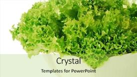  Presentation with lettuce - Beautiful presentation theme featuring fresh lettuce in bowl detail isolated backdrop and a yellow colored foreground