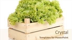  Presentation with lettuce - Theme consisting of fresh lettuce in crate isolated on white background and a lemonade colored foreground