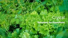  Presentation with lettuce - 