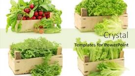  Presentation with lettuce - PPT theme consisting of fresh-lettuce-radishes background and a yellow colored foreground