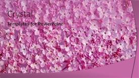  Presentation with lilac flower - Slides featuring fresh-lilac-flower-petals-floating background and a coral colored foreground