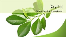  Presentation with tea leaves fresh green leaf - Slide set featuring grilled pork with sweet spicy background and a coral colored foreground